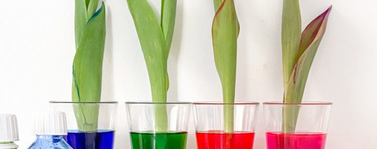 Durstige Tulpen